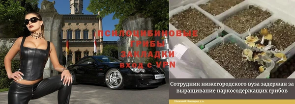 дмт Тайга